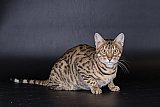 Lynxland Kaiisha /7G