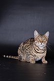 Lynxland Kaiisha /7G