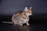 Lynxland Kaiisha /7G
