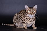 Lynxland Kaiisha /7G