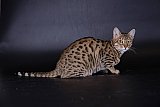 Lynxland Kaiisha /7G