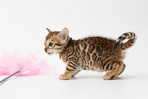 IC Zoggi´s Baby Whinecat / Pepina, Pepík, Oranžáda 