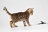 IC Zoggi&acute;s Baby Whinecat / Pepina, Pep&iacute;k, Oranž&aacute;da 