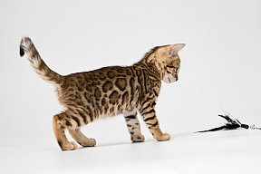 IC Zoggi´s Baby Whinecat / Pepina, Pepík, Oranžáda 