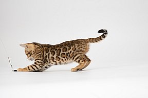 IC Zoggi´s Baby Whinecat / Pepina, Pepík, Oranžáda 
