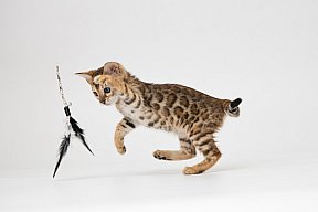 IC Zoggi´s Baby Whinecat / Pepina, Pepík, Oranžáda 