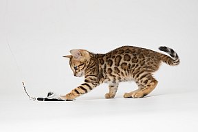 IC Zoggi´s Baby Whinecat / Pepina, Pepík, Oranžáda 