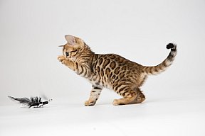 IC Zoggi´s Baby Whinecat / Pepina, Pepík, Oranžáda 