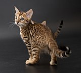 IC Zoggi&acute;s Baby Whinecat / Pepina, Pep&iacute;k, Oranž&aacute;da 