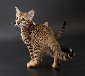 IC Zoggi´s Baby Whinecat / Pepina, Pepík, Oranžáda 