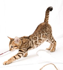 IC Zoggi´s Baby Whinecat / Pepina, Pepík, Oranžáda 