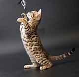 IC Zoggi´s Baby Whinecat / Pepina, Pepík, Oranžáda 