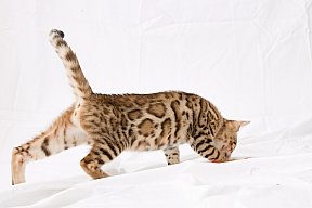 IC Zoggi´s Baby Whinecat / Pepina, Pepík, Oranžáda 