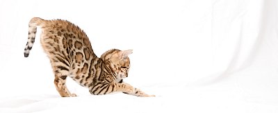 IC Zoggi´s Baby Whinecat / Pepina, Pepík, Oranžáda 