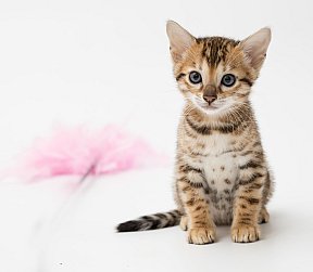 IC Zoggi´s Baby Whinecat / Pepina, Pepík, Oranžáda 