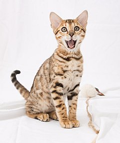 IC Zoggi´s Baby Whinecat / Pepina, Pepík, Oranžáda 