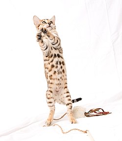 IC Zoggi´s Baby Whinecat / Pepina, Pepík, Oranžáda 