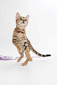 IC Zoggi´s Baby Whinecat / Pepina, Pepík, Oranžáda 