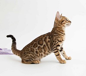 IC Zoggi´s Baby Whinecat / Pepina, Pepík, Oranžáda 