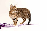 IC Zoggi&acute;s Baby Whinecat / Pepina, Pep&iacute;k, Oranž&aacute;da 