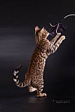 IC Zoggi&acute;s Baby Whinecat / Pepina, Pep&iacute;k, Oranž&aacute;da 