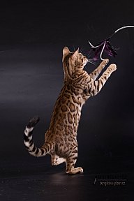 IC Zoggi´s Baby Whinecat / Pepina, Pepík, Oranžáda 