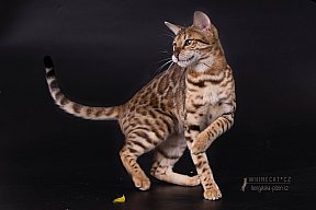 IC Zoggi´s Baby Whinecat / Pepina, Pepík, Oranžáda 