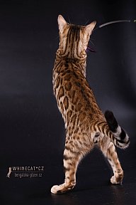 IC Zoggi´s Baby Whinecat / Pepina, Pepík, Oranžáda 
