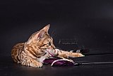 IC Zoggi&acute;s Baby Whinecat / Pepina, Pep&iacute;k, Oranž&aacute;da 