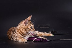 IC Zoggi´s Baby Whinecat / Pepina, Pepík, Oranžáda 