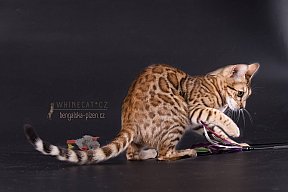 IC Zoggi´s Baby Whinecat / Pepina, Pepík, Oranžáda 