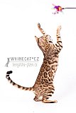 IC Zoggi&acute;s Baby Whinecat / Pepina, Pep&iacute;k, Oranž&aacute;da 