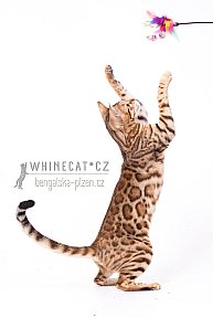 IC Zoggi´s Baby Whinecat / Pepina, Pepík, Oranžáda 