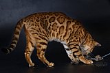 IC Zoggi&acute;s Baby Whinecat / Pepina, Pep&iacute;k, Oranž&aacute;da 