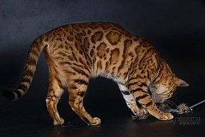 IC Zoggi´s Baby Whinecat / Pepina, Pepík, Oranžáda 