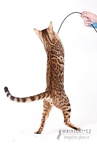 IC Zoggi´s Baby Whinecat / Pepina, Pepík, Oranžáda 