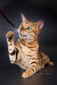 IC Zoggi´s Baby Whinecat / Pepina, Pepík, Oranžáda 