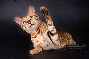 IC Zoggi´s Baby Whinecat / Pepina, Pepík, Oranžáda 