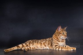 IC Zoggi´s Baby Whinecat / Pepina, Pepík, Oranžáda 
