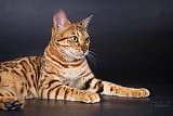 IC Zoggi&acute;s Baby Whinecat / Pepina, Pep&iacute;k, Oranž&aacute;da 