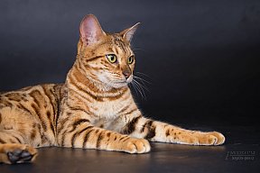 IC Zoggi´s Baby Whinecat / Pepina, Pepík, Oranžáda 