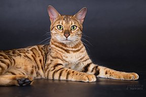 IC Zoggi´s Baby Whinecat / Pepina, Pepík, Oranžáda 