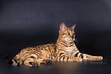 IC Zoggi&acute;s Baby Whinecat / Pepina, Pep&iacute;k, Oranž&aacute;da 