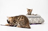IC Zoggi&acute;s Baby Whinecat / Pepina, Pep&iacute;k, Oranž&aacute;da 