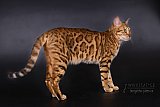 IC Zoggi&acute;s Baby Whinecat / Pepina, Pep&iacute;k, Oranž&aacute;da 