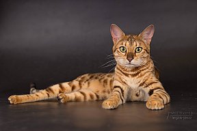 IC Zoggi´s Baby Whinecat / Pepina, Pepík, Oranžáda 