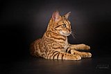 IC Zoggi&acute;s Baby Whinecat / Pepina, Pep&iacute;k, Oranž&aacute;da 