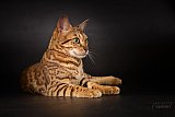 IC Zoggi&acute;s Baby Whinecat / Pepina, Pep&iacute;k, Oranž&aacute;da 