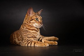 IC Zoggi´s Baby Whinecat / Pepina, Pepík, Oranžáda 