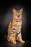 IC Zoggi&acute;s Baby Whinecat / Pepina, Pep&iacute;k, Oranž&aacute;da 